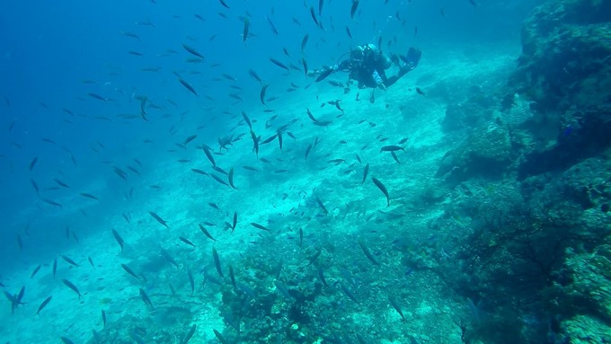菲律宾潜水攻略 (菲律宾潜水游记)