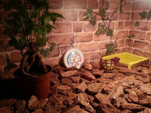 陆龟在室内用什么垫层,陆龟住什么地方