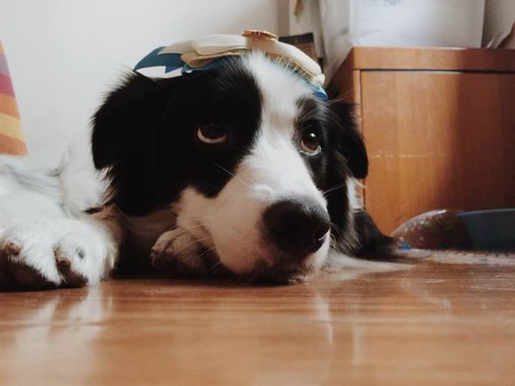 边牧一次能产几只崽,边牧跟拉布拉多生的孩子