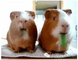 适合日常通勤的大牌包包推荐,包包推荐小众高级通勤单肩包