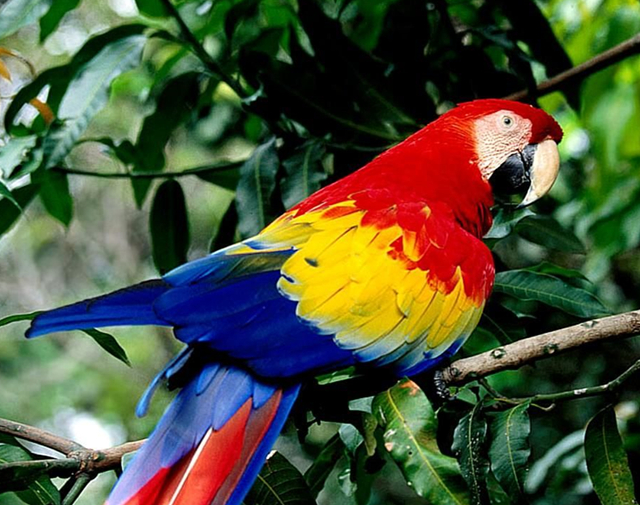 被宠物抓伤怎么样可以避免留疤,被宠物抓伤伤口正确处理