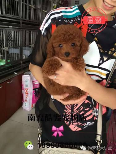 ​这只狗，改变了我的生活，所谓养狗，不就是这么简单的快乐吗？