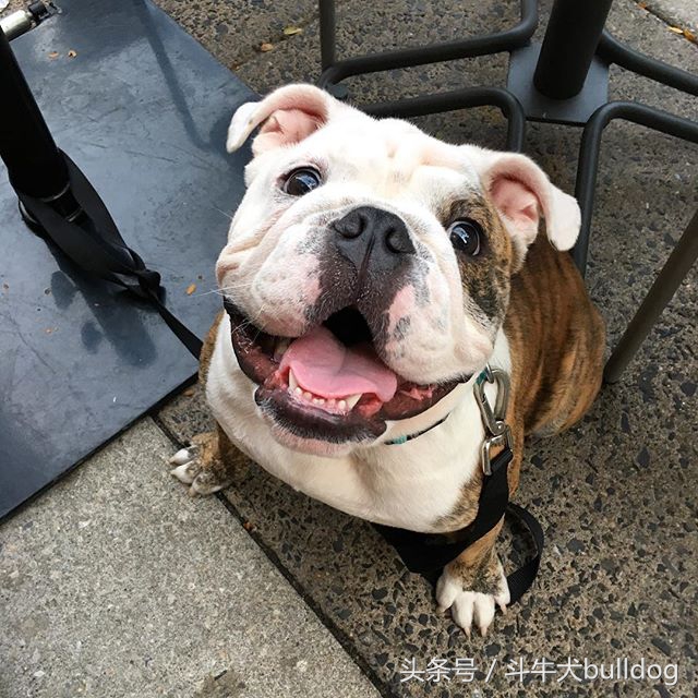 养英国斗牛犬的优缺点,英国斗牛犬需要关注什么