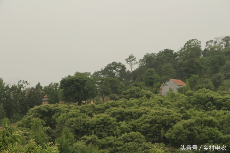 阿里乡村振兴公益事业,阿里农村扶贫