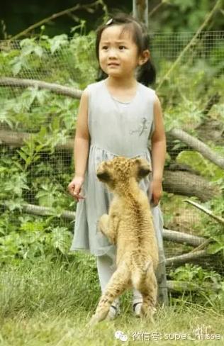 萌过小芈月！3岁倾城5岁倾国的美萝莉盘点