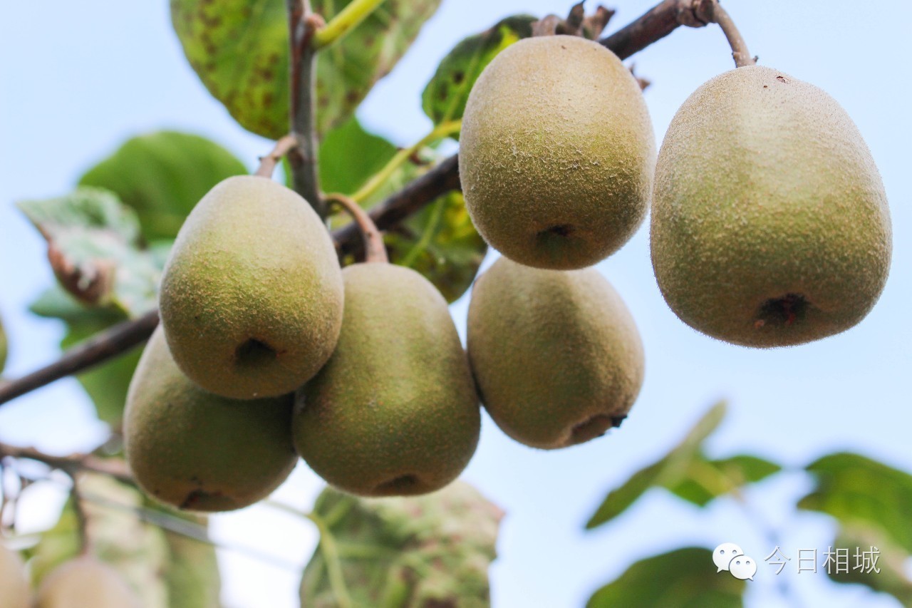 Hi~观前，我是黄埭，咱们12号见！我有一大堆好东西！