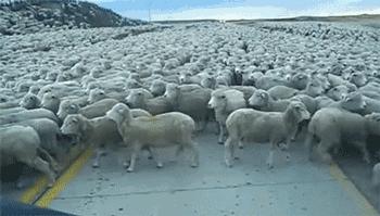 修路堵车交警查车,交警说法路面施工致拥堵错开高峰