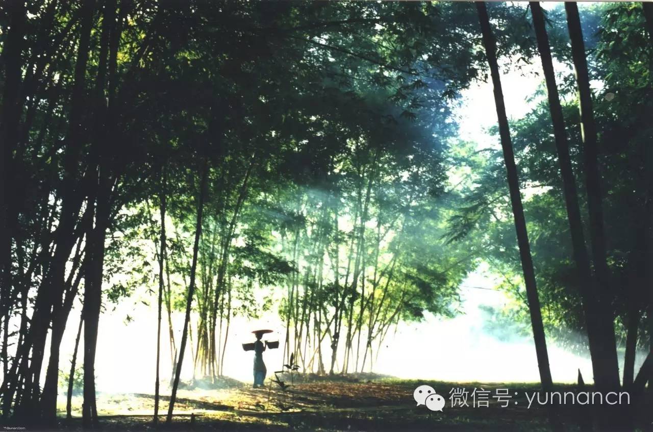 云南旅游红黑榜第十期,云南十一旅游公告