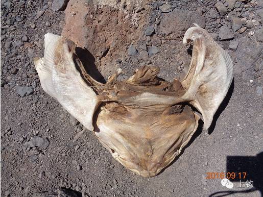 在欧盟境内，看到这鱼，绝对不要起邪念