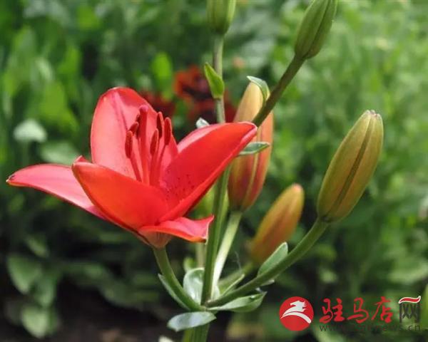 医圣祠知名中医,从中医院走出很多优秀的中医名家