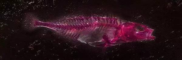 变异生物迷你世界,变异生物有哪些