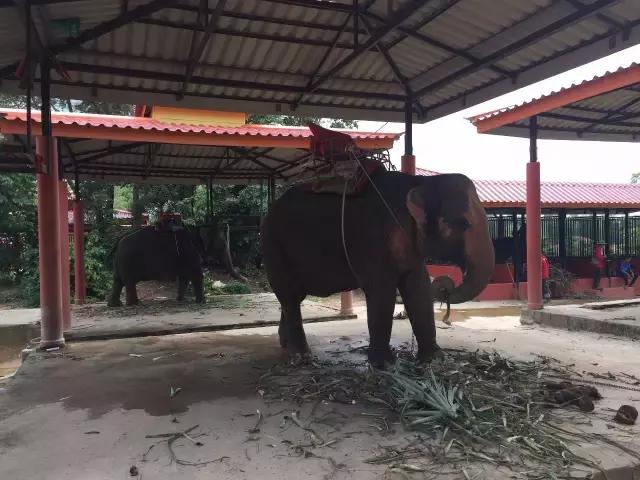 你不该错过的游戏,泰国自由行旅游攻略推荐