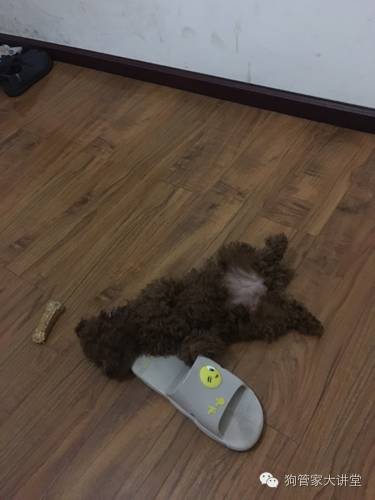 ​这只狗，改变了我的生活，所谓养狗，不就是这么简单的快乐吗？