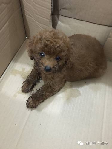 ​这只狗，改变了我的生活，所谓养狗，不就是这么简单的快乐吗？