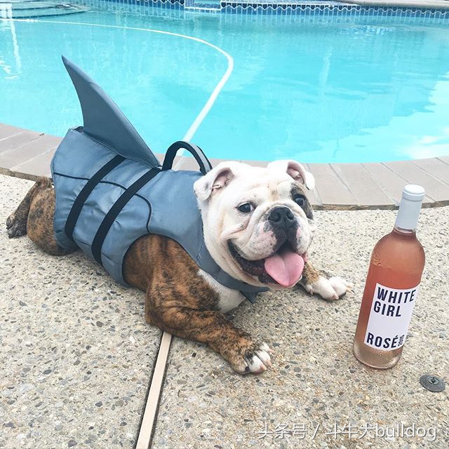 养英国斗牛犬的优缺点,英国斗牛犬需要关注什么