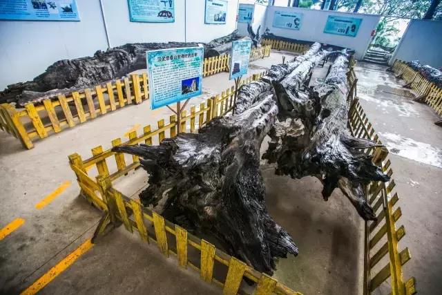 美哭了，金秋不去观音山绝对会后悔！