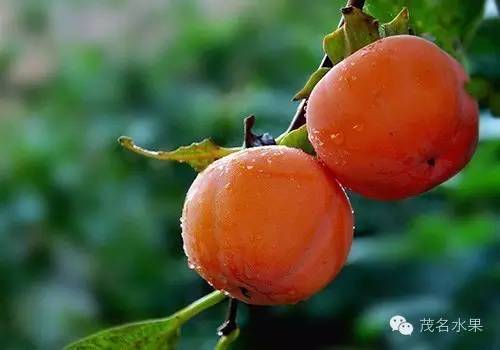 秋天如约而至,秋天如期到来