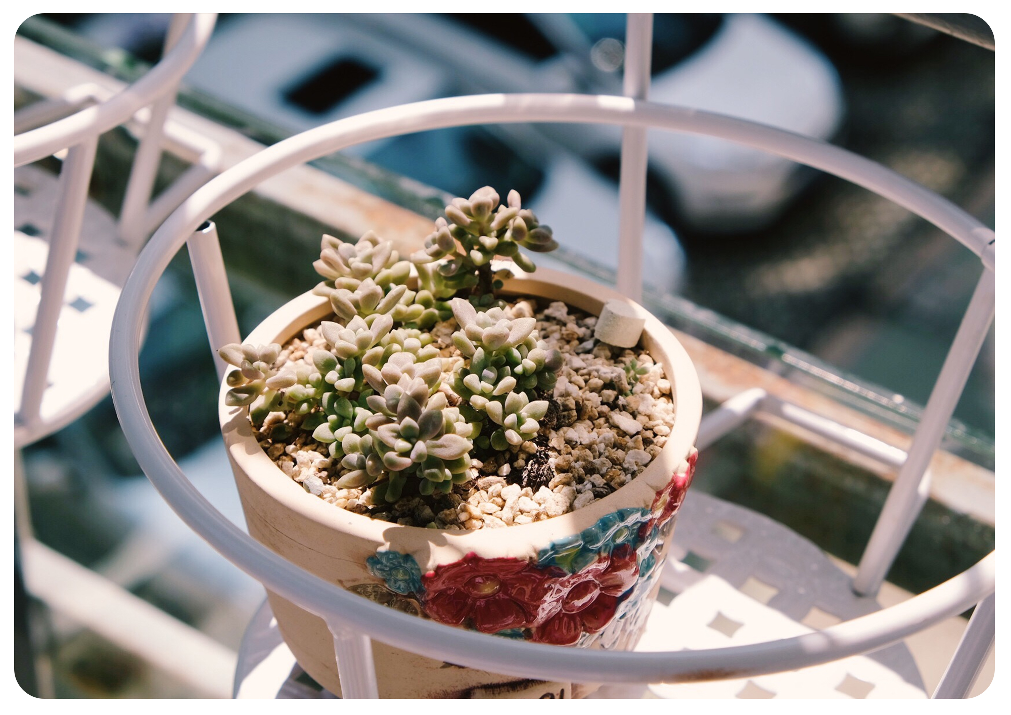 韩国初恋多肉怎样养,如何在大棚里养多肉花卉