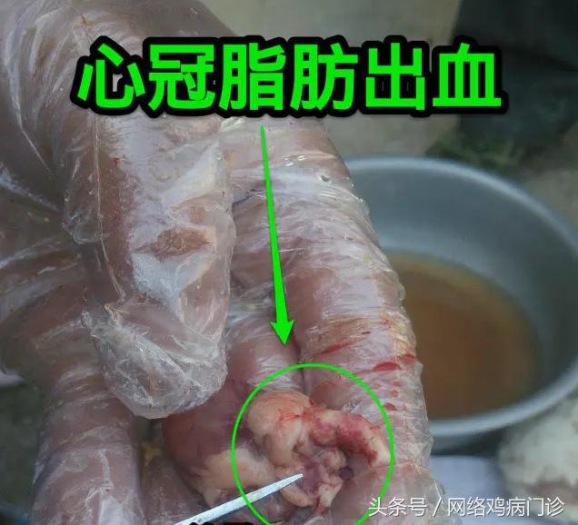 养鸡小知识简单16条,养鸡ppt课件