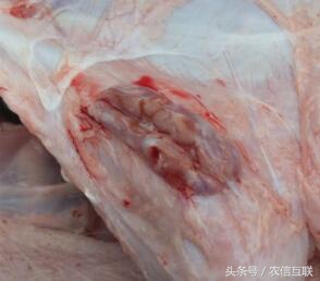 猪伪狂犬病的综合防控解决方案,猪伪狂犬疫苗的最佳免疫时间