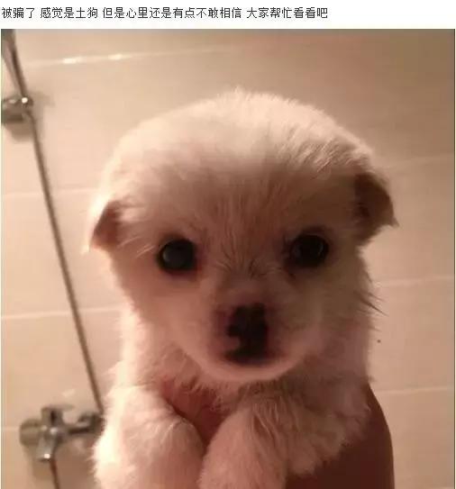 一梦谈狗：房子小不好养狗？帮你挑只博美吧...