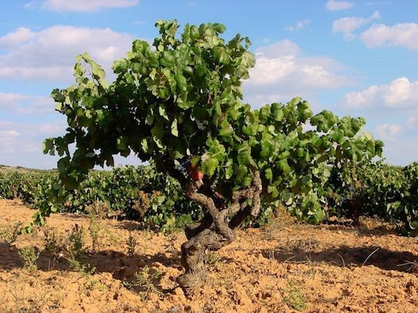 白酒所标的年份靠谱吗,陈酿的酒真的好喝吗