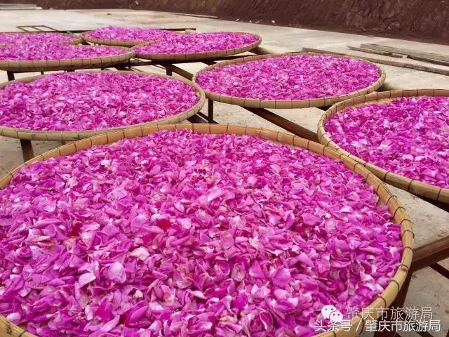 肇庆最新重磅消息,广东肇庆新消息