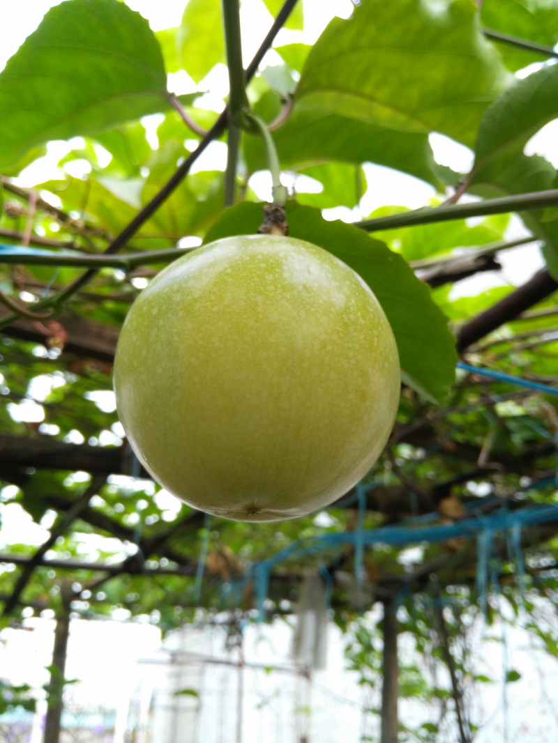 哪些人需要正畸治疗,哪些人需要美容养生