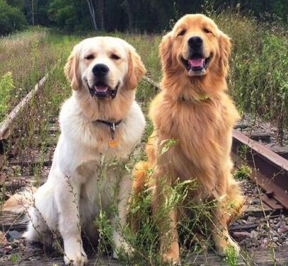 新手养金毛入门基础教程,一个月金毛训练教程幼犬