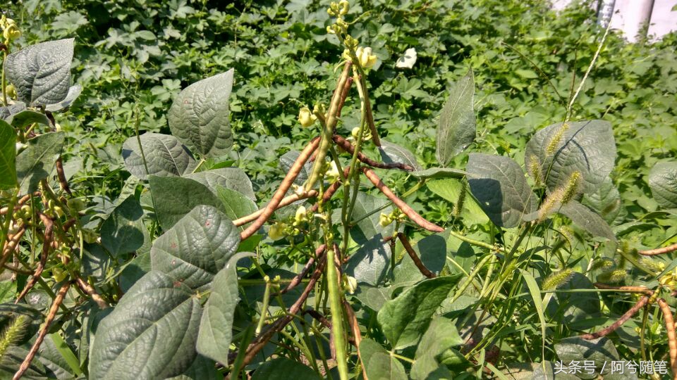 农业再发达，绿豆也要人工采摘，为啥呢？|阿兮随笔