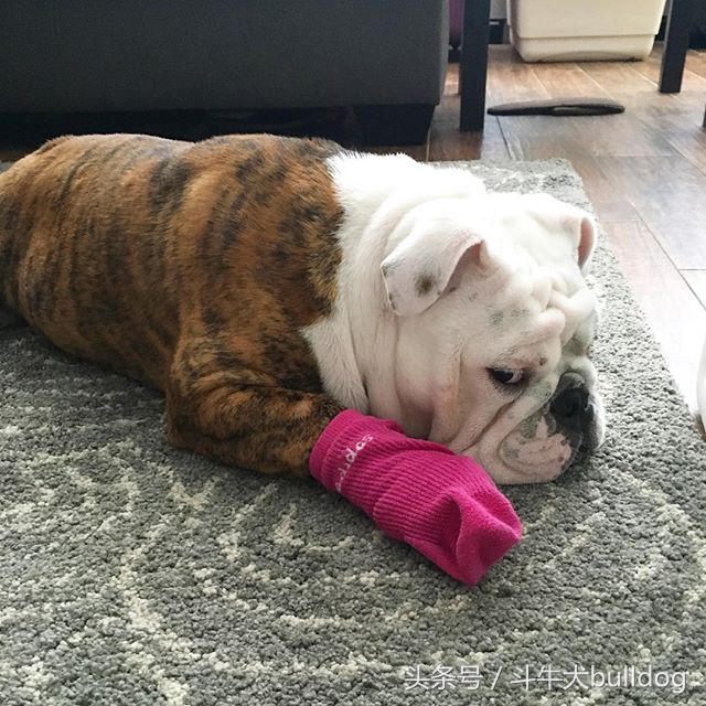 养英国斗牛犬的优缺点,英国斗牛犬需要关注什么