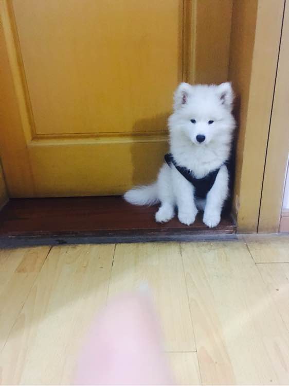 萨摩耶狗瘟后遗症能治好吗,刚买来的萨摩耶多久打疫苗