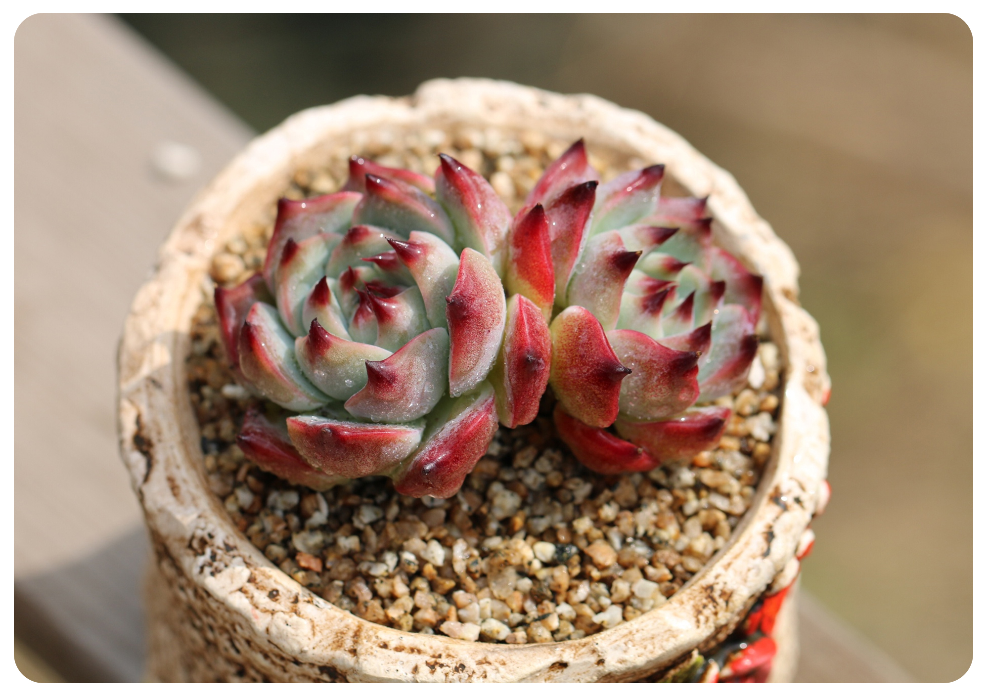 韩国初恋多肉怎样养,如何在大棚里养多肉花卉