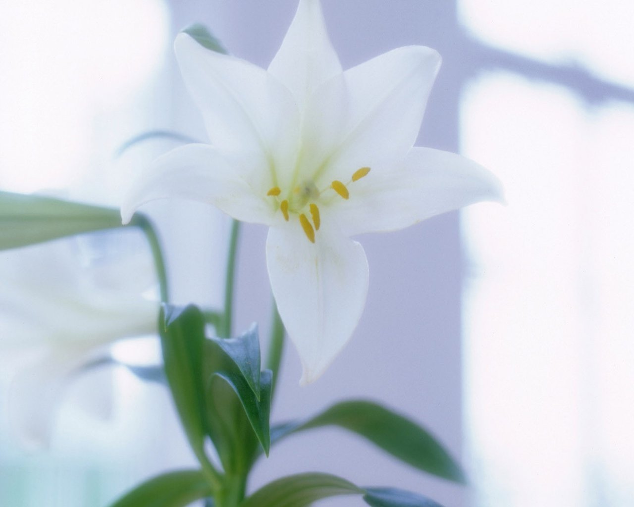 猫咪可以吃的和不可以吃的有什么,猫咪可以吃什么甜的