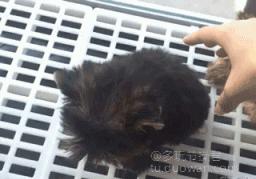 爱情搞笑动态图片,爱情搞笑动态图