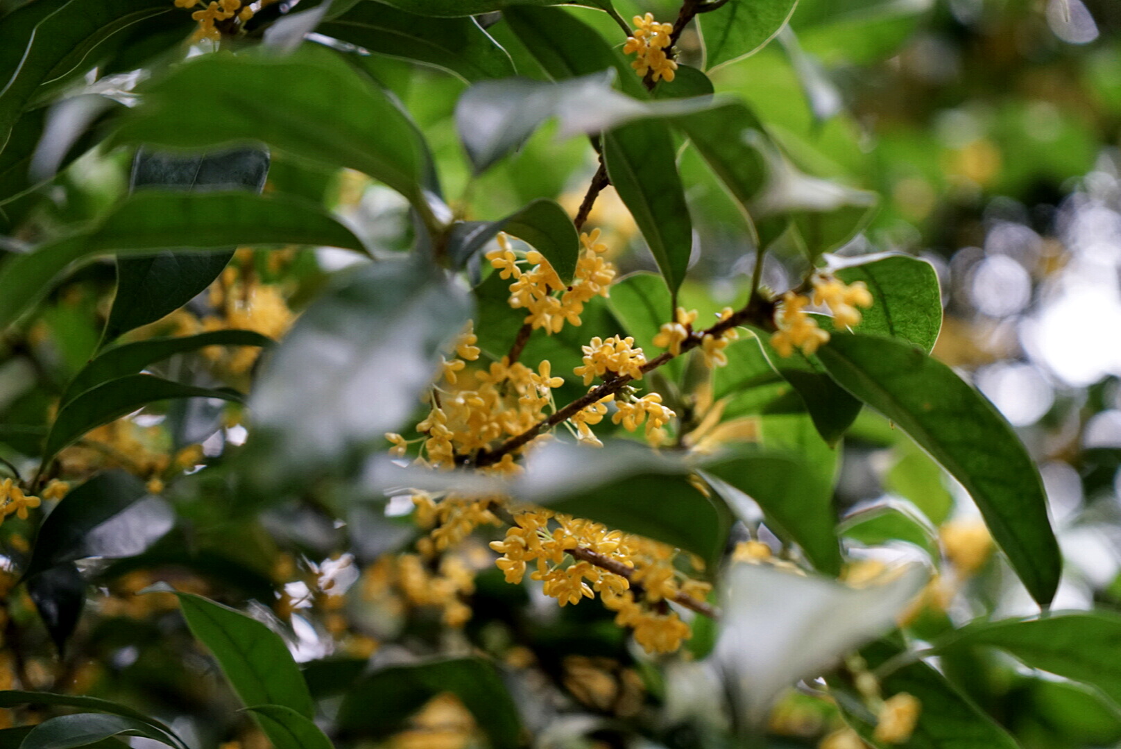 杭州赏桂花,杭州哪里赏桂花最好