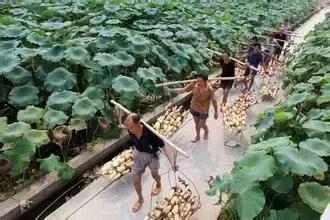 依靠人民群众的力量才能振兴乡村,产业带动村民致富日子越过越好