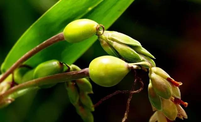 如此强大的薏米，之前是我无知了