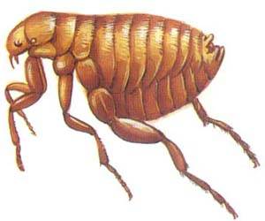 跳蚤咬伤发烧了,跳蚤咬伤疤痕怎么去除