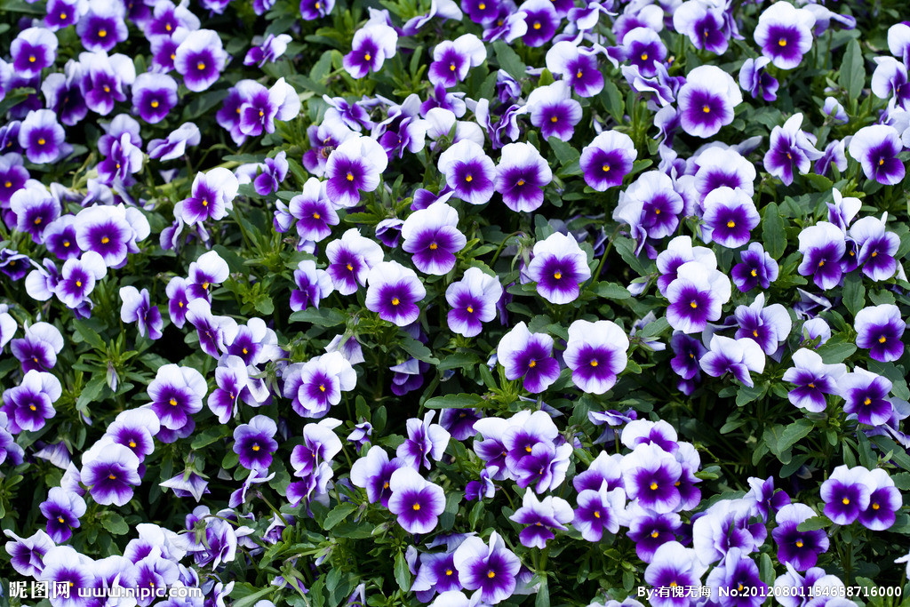 猫咪可以吃的和不可以吃的有什么,猫咪可以吃什么甜的