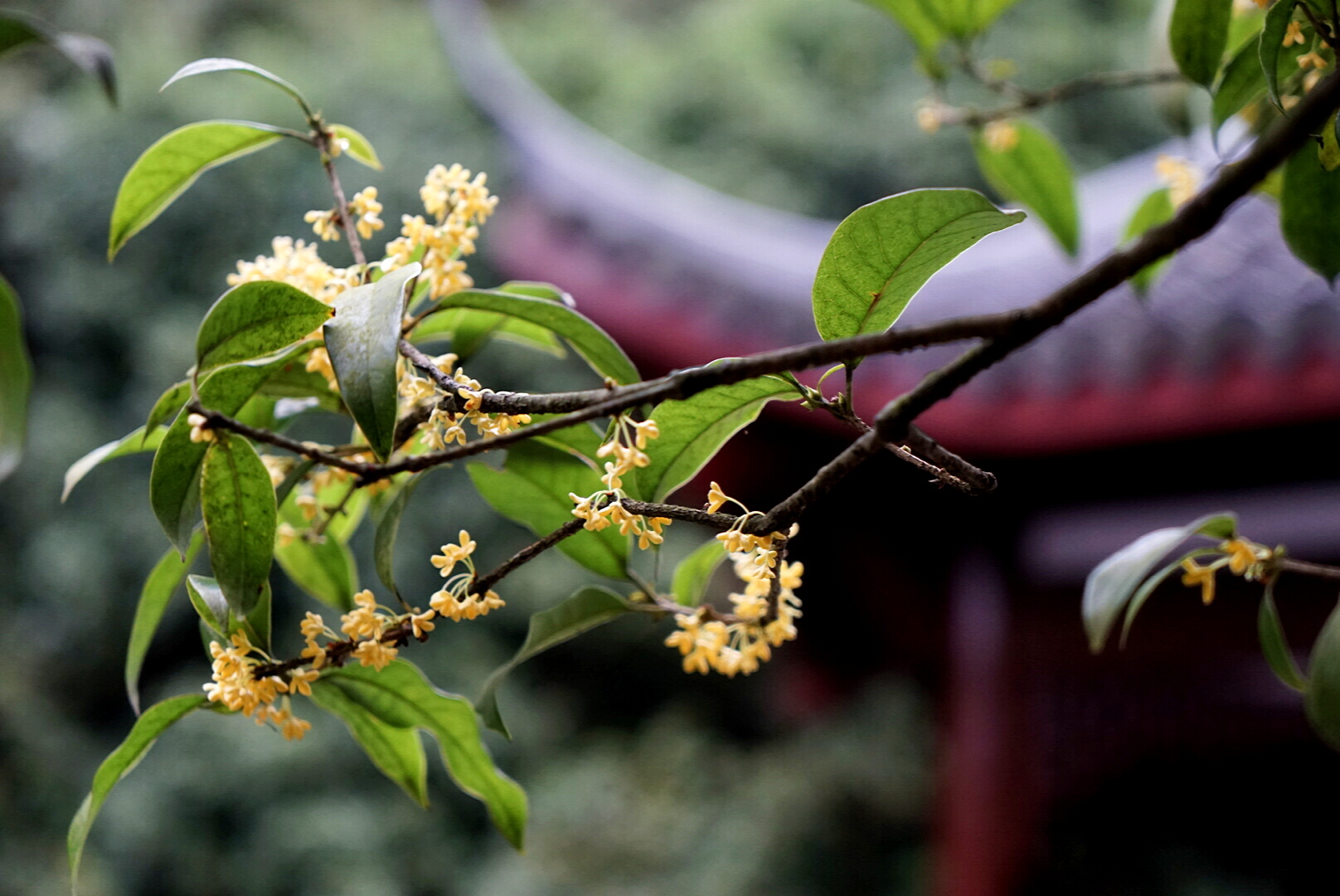 杭州赏桂花,杭州哪里赏桂花最好