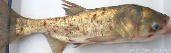 十月鱼塘里的锚头蚤，杀灭幼虫是关键