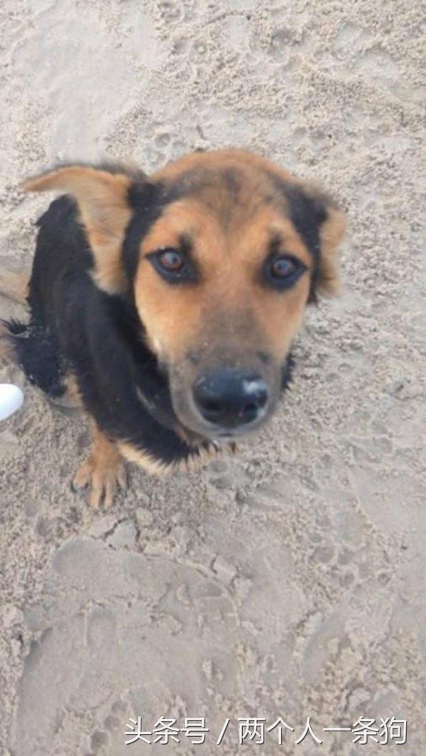 流浪狗被撞断后腿,流浪狗断了一条腿被宠物医生救下