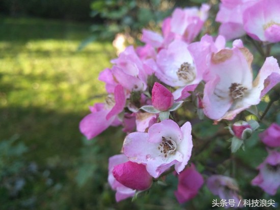 努比亚z112020测评,努比亚z11无边框发售价