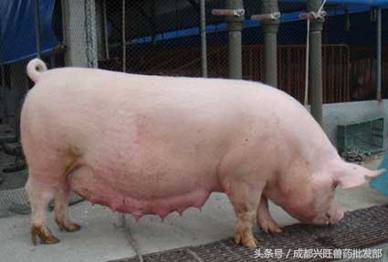 母猪保健有哪些关注要点