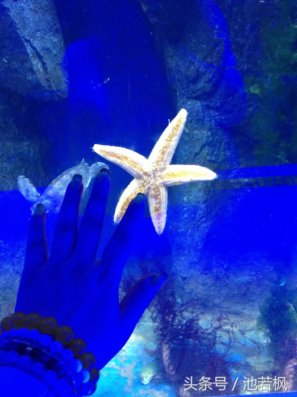 青岛，女汉子和小清新提前过端午