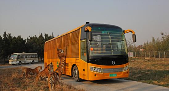 上海野生动物园攻略自驾车,上海野生动物园攻略午餐