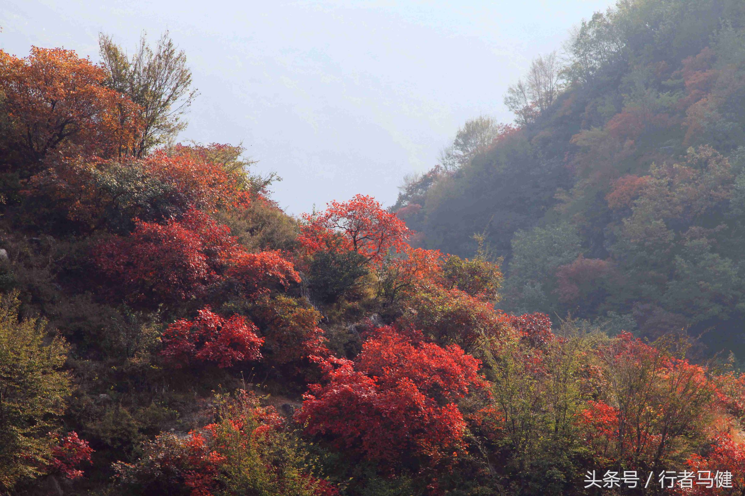 错过了邢台云梦山，太行山最大的红叶区，就相当于错过了整个秋天