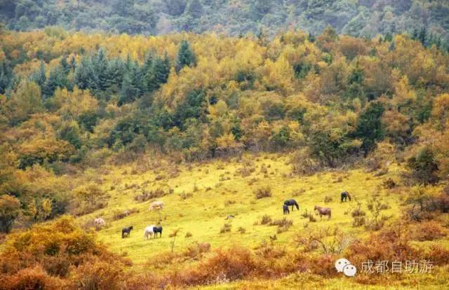 成都周边半小时车程左右看秋景,离成都200公里内景区