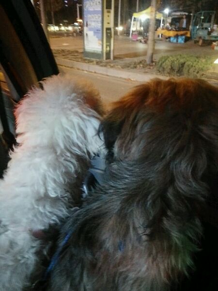 真没见过比熊这么撕家、不爱干净的，蓝瘦香菇想吃狗肉~